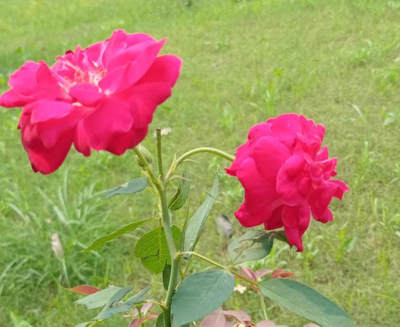 ורנאסי Vedic Villa מראה חיצוני תמונה